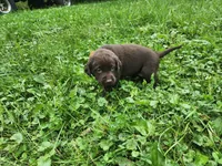 Pumpkin orange., a female Labrador Retriever for sale in Kendall, WI – 7 of 7