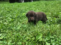 Emerald Green , a female Labrador Retriever for sale in Kendall, WI – 2 of 7