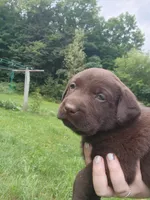 Red bull, a male Labrador Retriever for sale in Kendall, WI – 4 of 8