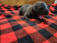 Rex junior, a male Labrador Retriever for sale in Kendall, WI – 4 of 6