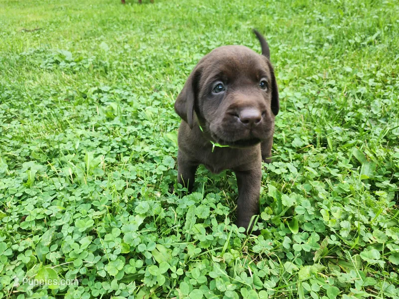 Green bean. – Labrador Retriever puppy for sale in Kendall, WI