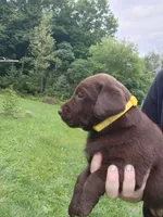 Tulip yellow , a female Labrador Retriever for sale in Kendall, WI – 3 of 9