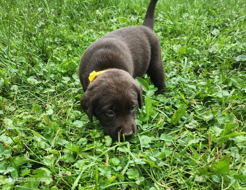 Tulip yellow  – Labrador Retriever puppy for sale in Kendall, WI
