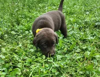 Tulip yellow , a female Labrador Retriever for sale in Kendall, WI – 1 of 9