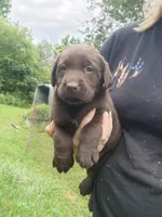 Tulip yellow , a female Labrador Retriever for sale in Kendall, WI – 5 of 9