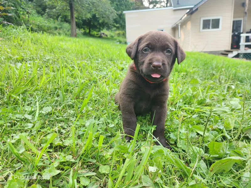 Red bull – Labrador Retriever puppy for sale in Kendall, WI