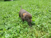 Pumpkin orange., a female Labrador Retriever for sale in Kendall, WI – 3 of 7