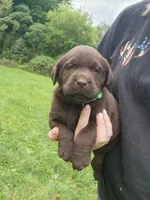 Emerald Green , a female Labrador Retriever for sale in Kendall, WI – 6 of 7