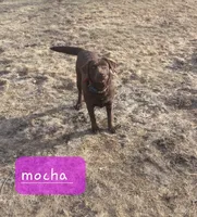 Red bull, a male Labrador Retriever for sale in Kendall, WI – 7 of 8