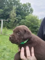 Emerald Green , a female Labrador Retriever for sale in Kendall, WI – 4 of 7