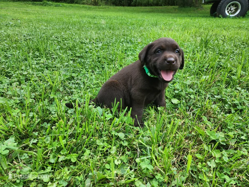 Emerald Green  – Labrador Retriever puppy for sale in Kendall, WI