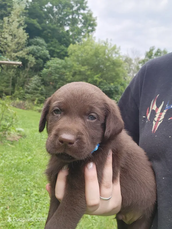 Rex junior – Labrador Retriever puppy on hold in Kendall, WI