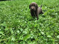 Tulip yellow , a female Labrador Retriever for sale in Kendall, WI – 2 of 9