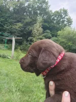 Red bull, a male Labrador Retriever for sale in Kendall, WI – 5 of 8