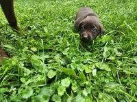 Peony pink, a female Labrador Retriever for sale in Kendall, WI – 7 of 7