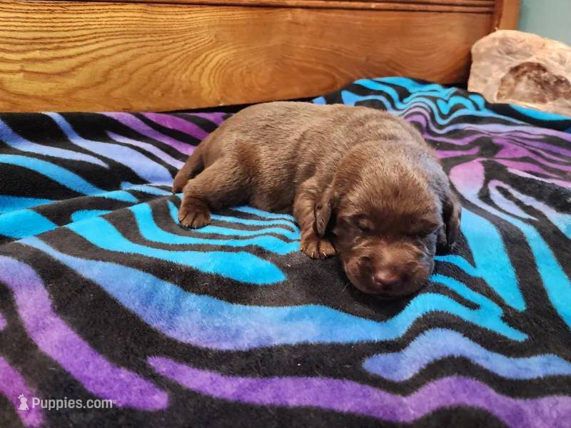Tulip – Labrador Retriever puppy for sale in Kendall, WI