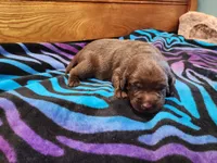 Tulip, a female Labrador Retriever for sale in Kendall, WI – 1 of 5