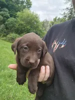 Peony pink, a female Labrador Retriever for sale in Kendall, WI – 4 of 7