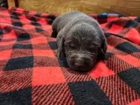 Rex junior, a male Labrador Retriever for sale in Kendall, WI – 1 of 6