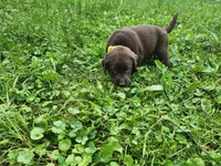 Tulip yellow , a female Labrador Retriever for sale in Kendall, WI – 9 of 9
