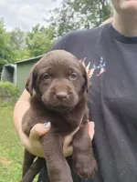 Pumpkin orange., a female Labrador Retriever for sale in Kendall, WI – 1 of 7