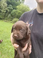 Pumpkin orange., a female Labrador Retriever for sale in Kendall, WI – 4 of 7