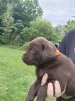 Pumpkin orange., a female Labrador Retriever for sale in Kendall, WI – 2 of 7