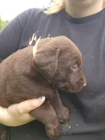 Tulip yellow , a female Labrador Retriever for sale in Kendall, WI – 6 of 9