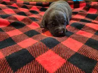 Rex junior, a male Labrador Retriever for sale in Kendall, WI – 2 of 6