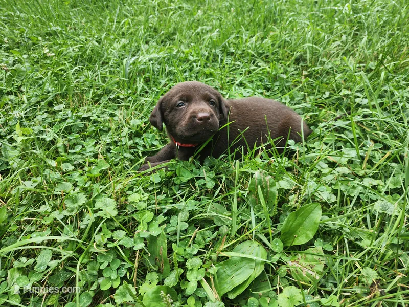 Red bull – Labrador Retriever puppy for sale in Kendall, WI
