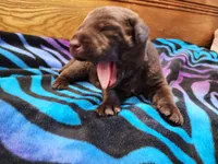 Tulip, a female Labrador Retriever for sale in Kendall, WI – 3 of 5