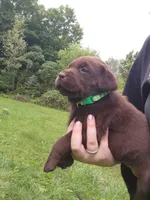 Emerald Green , a female Labrador Retriever for sale in Kendall, WI – 5 of 7