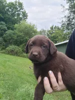 Tulip yellow , a female Labrador Retriever for sale in Kendall, WI – 4 of 9
