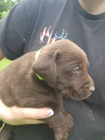 Green bean.\nHey, a male Labrador Retriever for sale in Kendall, WI – 5 of 9
