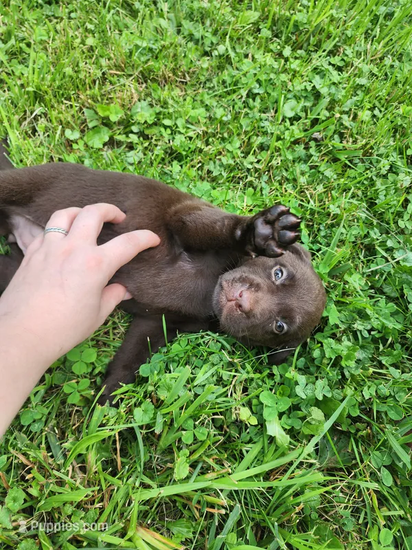 Peony pink – Labrador Retriever puppy for sale in Kendall, WI
