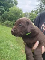 Green bean.\nHey, a male Labrador Retriever for sale in Kendall, WI – 2 of 9