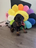 Doberman pinscher, a male Doberman Pinscher for sale in Anaheim, CA – 5 of 8