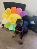 Doberman pinscher, a male Doberman Pinscher for sale in Anaheim, CA – 4 of 8