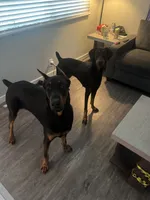 Doberman pinscher, a male Doberman Pinscher for sale in Anaheim, CA – 8 of 8