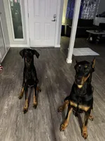 Doberman pinscher, a male Doberman Pinscher for sale in Anaheim, CA – 7 of 8