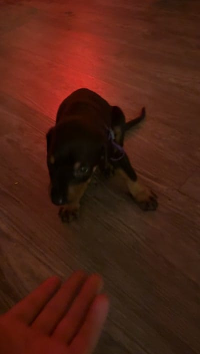 Doberman pinscher, a male Doberman Pinscher for sale in Anaheim, CA – 6 of 8