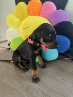 Doberman pinscher, a male Doberman Pinscher for sale in Anaheim, CA – 3 of 8