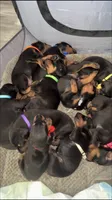 Doberman pinscher, a male Doberman Pinscher for sale in Anaheim, CA – 2 of 8