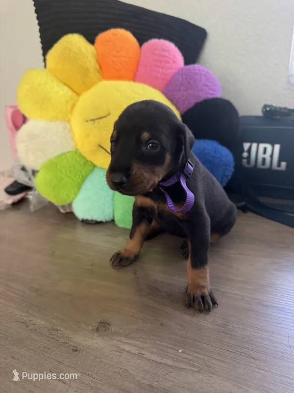 Doberman pinscher – Doberman Pinscher puppy for sale in Anaheim, CA