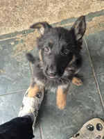 F2 German Shepherd , a female German Shepherd Dog for sale in Los Angeles, CA – Photo 4 of 4