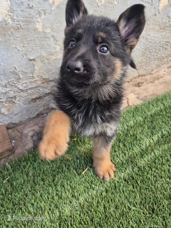 F2 German Shepherd  – German Shepherd Dog puppy for sale in Los Angeles, CA