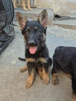 F2 German Shepherd , a female German Shepherd Dog for sale in Los Angeles, CA – Photo 3 of 4