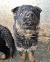 F2 German Shepherd , a female German Shepherd Dog for sale in Los Angeles, CA – Photo 2 of 4