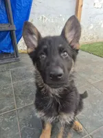 F2 German Shepherd , a female German Shepherd Dog for sale in Los Angeles, CA – Photo 5 of 5