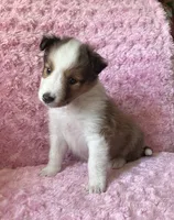 Poppy, a female Shetland Sheepdog for sale in Elkland, MO – 3 of 5
